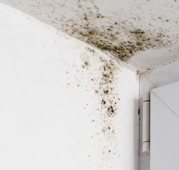 Mold Removal Specialist